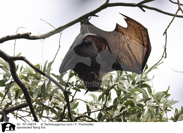 spectacled flying fox / FF-16874