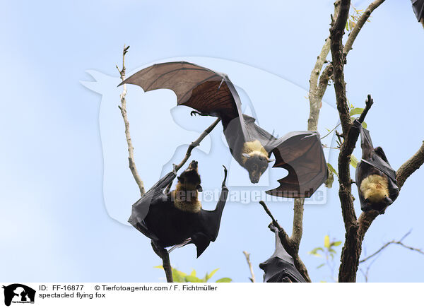 spectacled flying fox / FF-16877