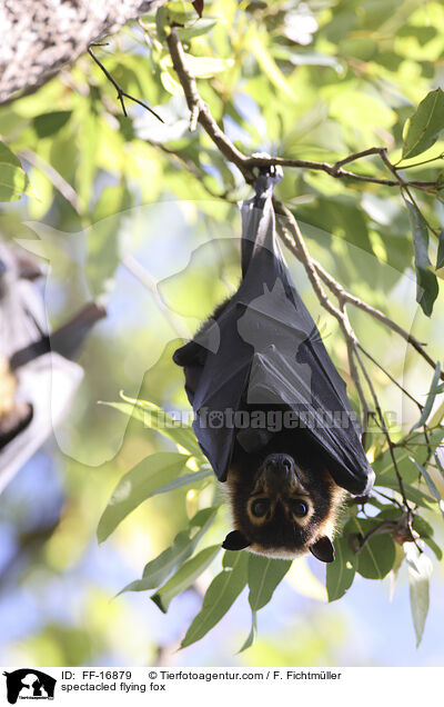 Brillenflughund / spectacled flying fox / FF-16879