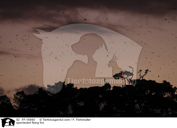 spectacled flying fox / FF-16890