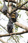 spectacled flying fox