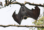 spectacled flying fox