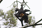 spectacled flying fox