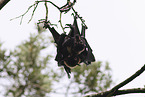 spectacled flying fox