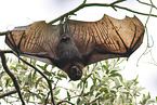 spectacled flying fox
