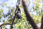 spectacled flying fox