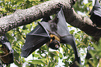spectacled flying fox
