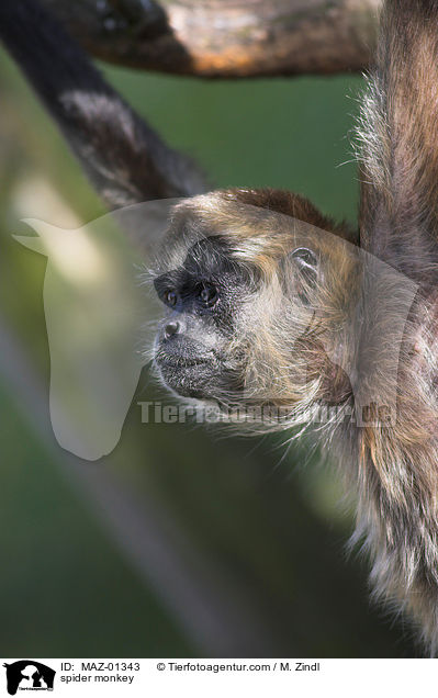 spider monkey / MAZ-01343