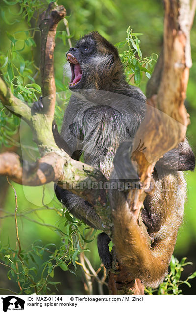 brllender Klammeraffe / roaring spider monkey / MAZ-01344