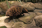 echidna