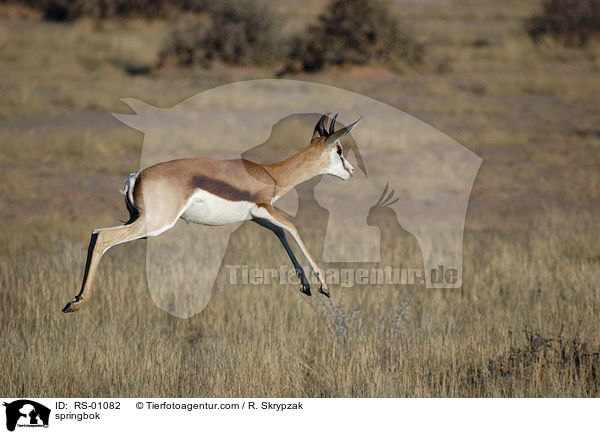 Springbock / springbok / RS-01082