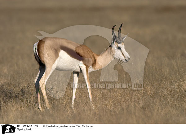 Springbock / Springbok / WS-01579