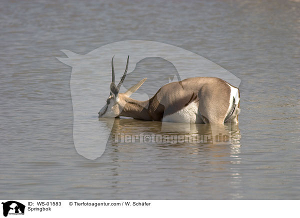 Springbok / WS-01583