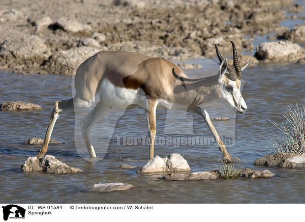 Springbok / WS-01584