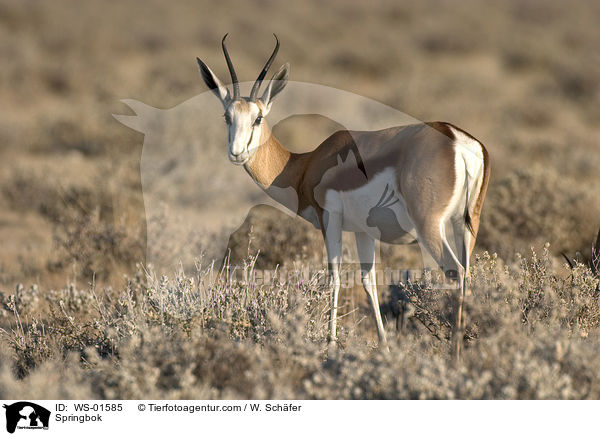 Springbok / WS-01585