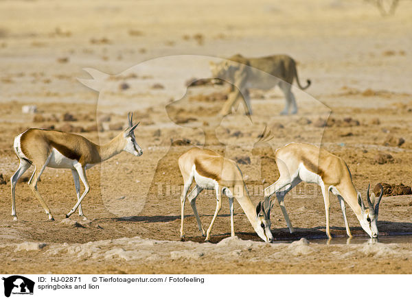 Springbock und Lwe / springboks and lion / HJ-02871