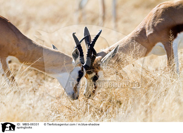 springboks / MBS-06331