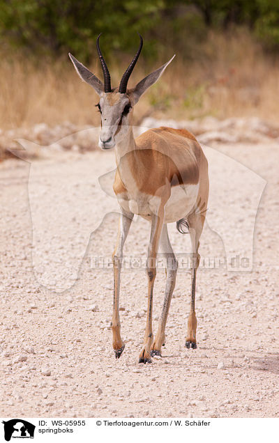 springboks / WS-05955