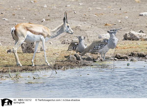 Springbock / springbok / MBS-12212