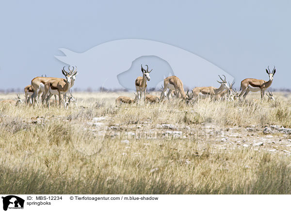 springboks / MBS-12234