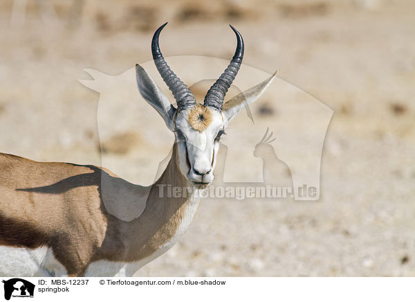 springbok / MBS-12237