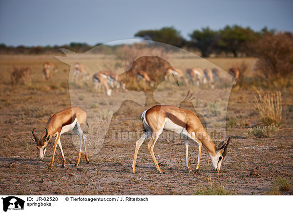 Springbcke / springboks / JR-02528