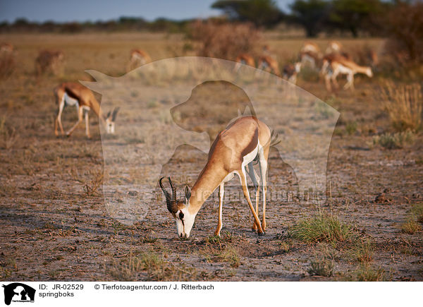 Springbcke / springboks / JR-02529