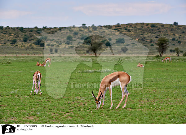 Springbcke / springboks / JR-02983