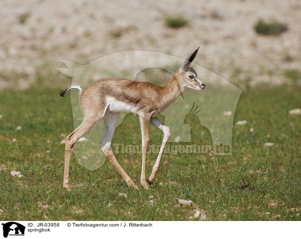 springbok / JR-03958