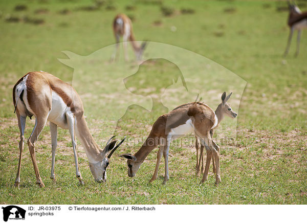 Springbcke / springboks / JR-03975