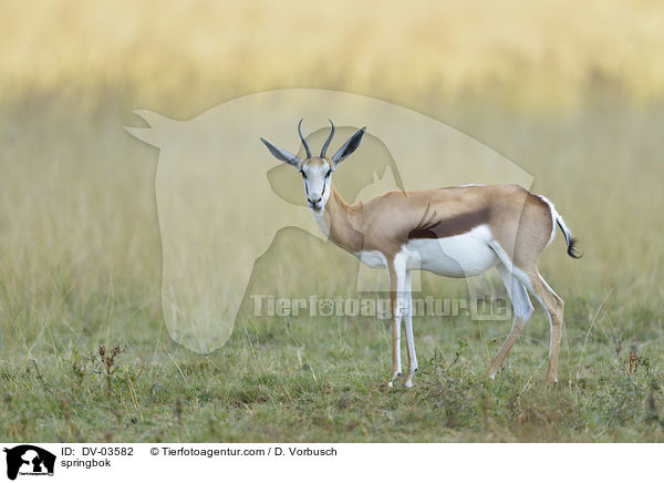 Springbock / springbok / DV-03582