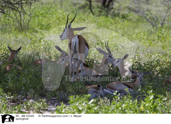 Springbock / springbok / JM-10220