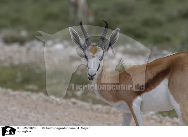 Springbock / springbok / JM-10233