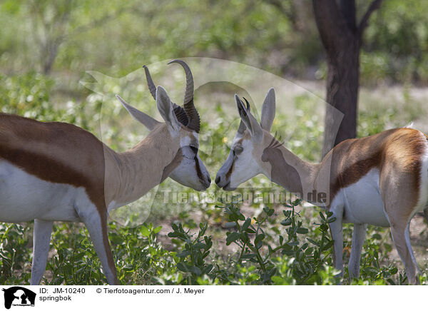 Springbock / springbok / JM-10240