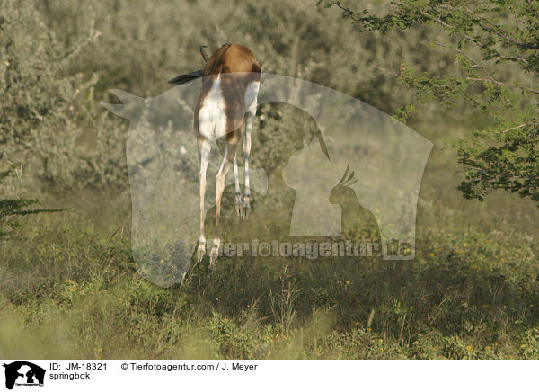 Springbock / springbok / JM-18321