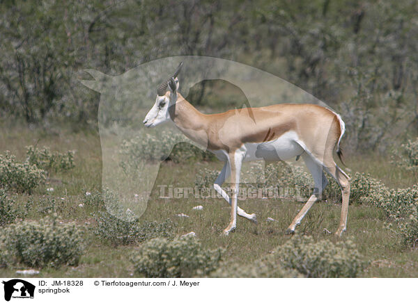 Springbock / springbok / JM-18328