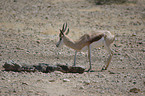 springbok