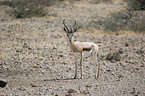 springbok