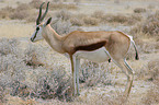 springbok