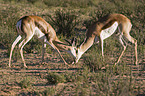 fighting springboks