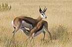 springbok with baby