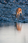 springbok