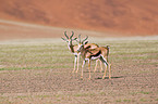 springboks