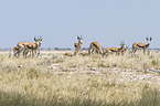 springboks