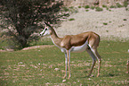 springbok