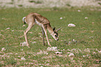 springbok