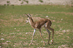 springbok