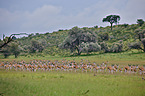 springboks