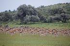 springboks