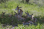 springbok